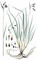 Alpen-Schlamm-Segge - Carex magellanica Lam.
