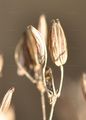 Aromatischer Kälberkropf - Chaerophyllum aromaticum L.