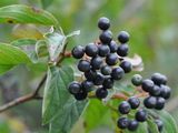 Dogwood - Cornus sanguinea L.