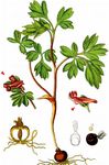 Mittlerer Lerchensporn - Corydalis intermedia (L.) Mérat 