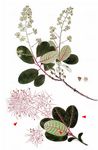 Gewöhnlicher Perückenstrauch - Cotinus coggygria Scop. 