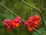 Spindle - Euonymus europaeus L.