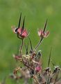 Bohemian Geranium - Geranium bohemicum L.