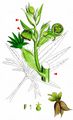 Stinking Hellebore - Helleborus foetidus L.