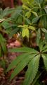 Black Hellebore - Helleborus niger L.