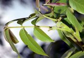 Walnut - Juglans regia L.