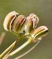 Breitblättriges Laserkraut - Laserpitium latifolium L.