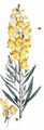 Common Toadflax - Linaria vulgaris Mill.