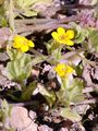 Musk - Mimulus moschatus Lindl.