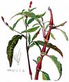 Pale Persicaria - Persicaria lapathifolia (L.) Delarbre