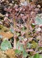 Alpine Butterbur - Petasites paradoxus (Retz.) Baumg.
