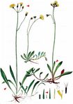 Reichblütiges Habichtskraut - Pilosella floribunda (Wimm. & Grab.) Fr. 