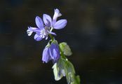 Common Milkwort - Polygala vulgaris L.