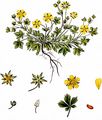 Spring Cinquefoil - Potentilla subarenaria Zimmeter