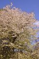 Wild Cherry - Prunus avium (L.) L.