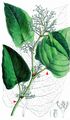 Giant Knotweed - Reynoutria sachalinensis (F. Schmidt) Nakai