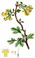  - Ribes aureum Pursh