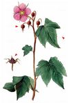 Zimt-Himbeere - Rubus odoratus L. 