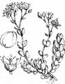 Dickblättrige Fetthenne - Sedum dasyphyllum L.