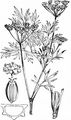 Pepper-Saxifrage - Silaum silaus (L.) Schinz & Thell.