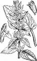 Deutscher Ziest - Stachys germanica L.
