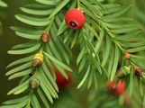 Yew - Taxus baccata L.