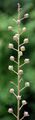 Moth Mullein - Verbascum blattaria L.