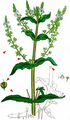 Blue Water-Speedwell - Veronica anagallis-aquatica L.