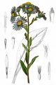 Kalk-Aster - Aster amellus L.
