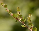 Betula nana (Zwerg-Birke) - runde, regelmäßig gekerbte Blätter