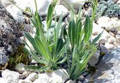 Buckler-Mustard - Biscutella laevigata L.