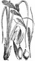 Kanten-Segge - Carex acuta L.