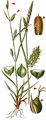 Dotted Sedge - Carex punctata Gaudin