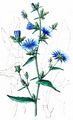 Chicory - Cichorium intybus L.