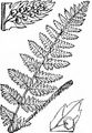 Kamm-Wurmfarn - Dryopteris cristata (L.) A. Gray
