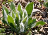 Zottiges Habichtskraut - Hieracium villosum Jacq.