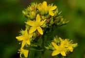 Square-Stalked St John's-Wort - Hypericum tetrapterum Fr.