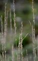 Purple Moor-Grass - Molinia caerulea (L.) Moench