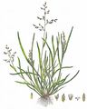 Einjähriges Rispengras - Ochlopoa annua (L.) H. Scholz