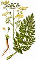 Gemüse-Pastinak - Pastinaca sativa L.