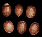 Yew - Taxus baccata L.