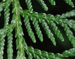 Thuja occidentalis (Abendländischer Lebensbaum) - Schuppenblätter
