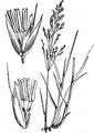 Sumpf-Straußgras - Agrostis canina L.