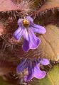 Pyramidal Bugle - Ajuga pyramidalis L.