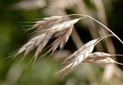 Rye Brome - Bromus secalinus L.