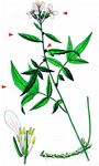 Zwiebel-Zahnwurz - Cardamine bulbifera (L.) Crantz 
