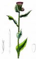 Great Marsh Thistle - Carduus personata (L.) Jacq.