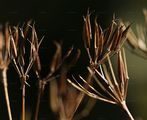 Gold-Kälberkropf - Chaerophyllum aureum L.