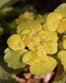 Alternate-Leaved Golden-Saxifrage - Chrysosplenium alternifolium L.