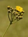 Abgebissener Pippau - Crepis praemorsa (L.) Walther